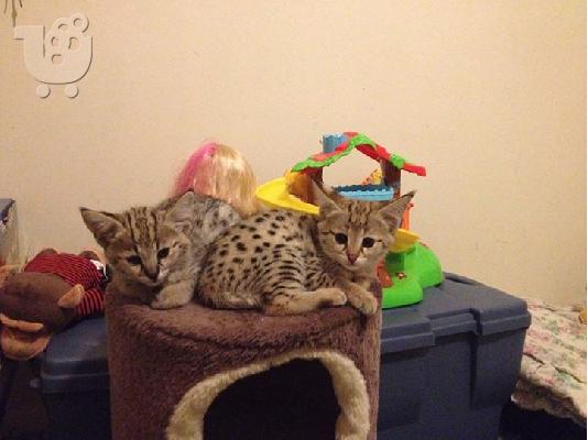εξωτικά σαβάνα f1 και Serval γατάκια